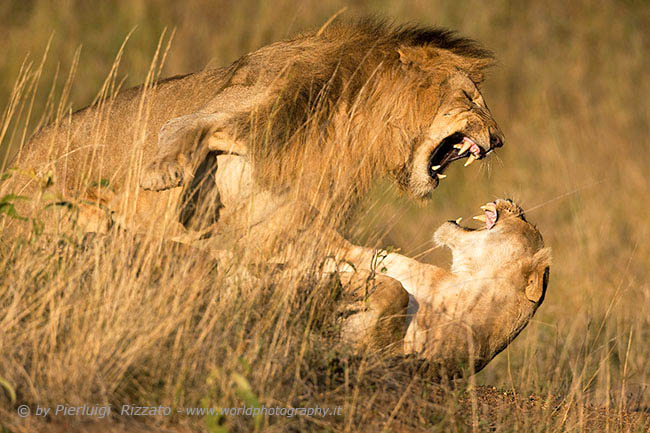 Lions fighting